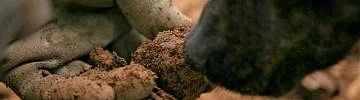 La truffe du Ventoux