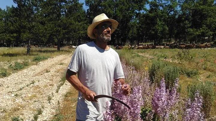 Plant production and harvesting Les Senteurs du Ventoux