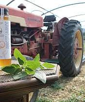 Papilles & Provence
