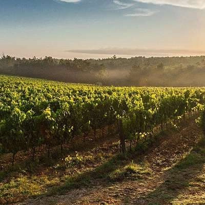 Wines and vineyards