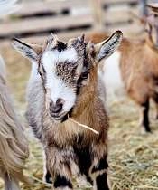 Les fermiers en herbe