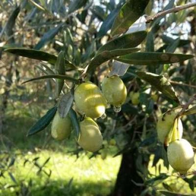 Belugue Olive Estate