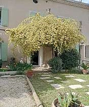 Maison Rosiris_Pernes-les-Fontaines