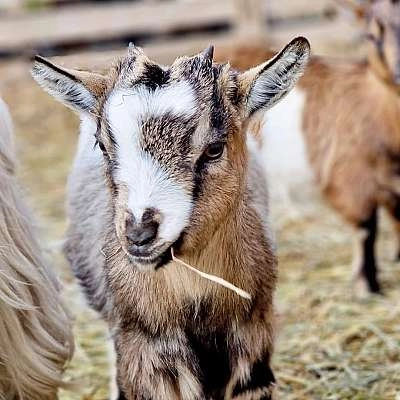 Les Fermiers en Herbe - Ferme pédagogique - EN