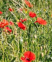Les Senteurs du Ventoux