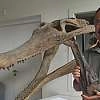 Conférence - Les dinosaures en France au Trias - EN